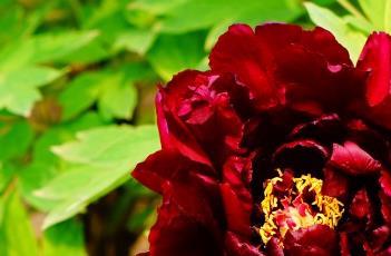 牡丹花花语 玫瑰花花语