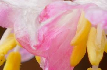 樱桃忍冬 樱桃忍冬