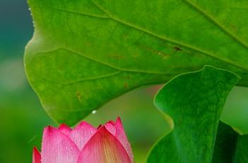 碗莲施肥方法 碗莲施肥方法图解