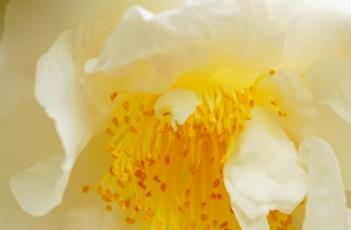 山茶花花后的养殖方法