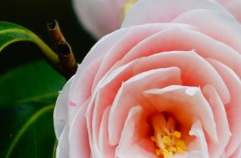 山茶花花后的养殖方法