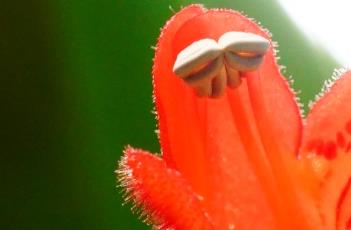 口红花（口红花的养殖方法和注意事项）