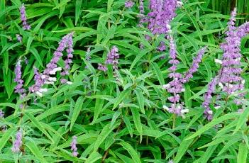 墨西哥鼠尾草的繁殖方法（墨西哥鼠尾草的繁殖方法有哪些）