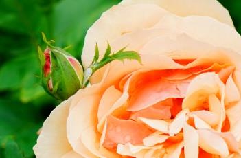 NorwichCastle月季（德国 月季）