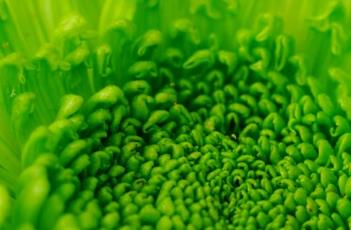 菊花的田间管理 菊花的田间管理