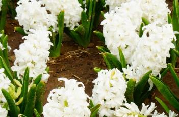 水培风信子的养殖方法