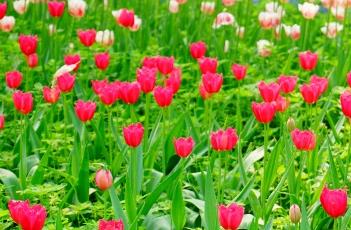 盆栽郁金香的养殖方法