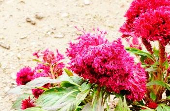 鸡冠花的繁殖方法