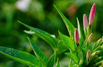 醉蝶花的栽培技术