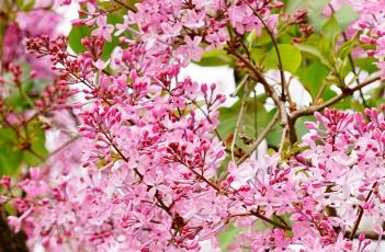 欧丁香 欧丁香提取物对皮肤的作用