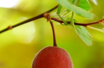 美人梅的繁殖方法 美人梅的繁殖方法