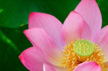 姬妃莲（姬妃是什么）