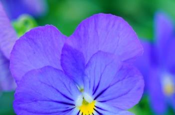 三色堇冬天开花的方法 如何使三色堇在冬季开花