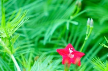 盆栽茑萝松的养殖方法