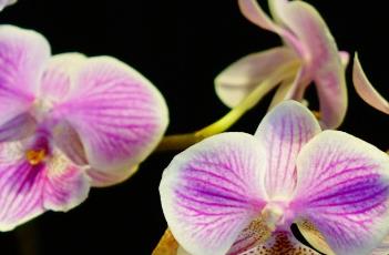 蝴蝶兰养殖注意事项 蝴蝶兰养殖注意事项