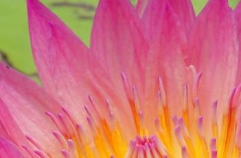 盆栽睡莲的养殖方法 盆栽睡莲的养殖方法