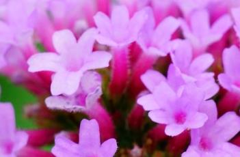 柳叶马鞭草的田间管理 柳叶马鞭草的田间管理