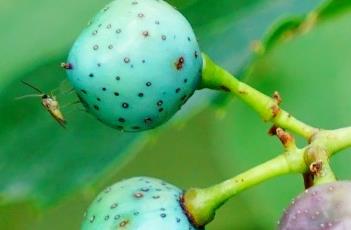 葎叶蛇葡萄（葎叶蛇葡萄的功效与作用）