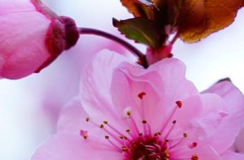 美人梅的繁殖方法 美人梅的繁殖方法