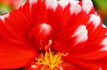 小丽花常见病虫害