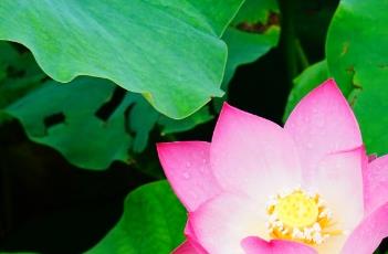 小佛手 小佛手金刚