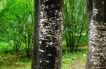 新疆杨（新疆杨树）