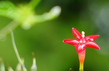 茑萝松的生长习性