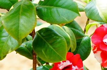 山茶花室内养殖方法