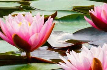 睡莲的花语（睡莲莫奈高清图片）