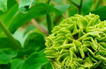 牡丹花的栽培技术