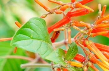 希茉莉的栽培方法 茉莉怎么栽培