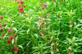 凤仙花不开花的原因