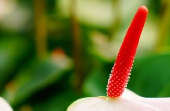 红掌的花语（红掌的花语是什么?可以送什么人?）