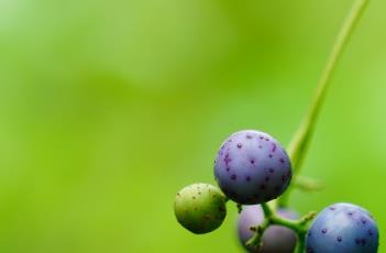蛇葡萄 蛇葡萄藤的作用和功效