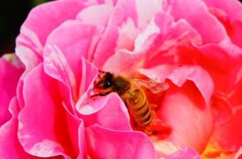 StrawberriesAndCream月季