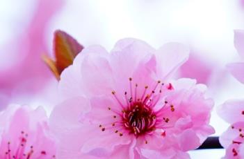 美人梅的繁殖方法 美人梅的繁殖方法