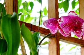 蝴蝶兰的繁殖方法 蝴蝶兰的繁殖方法