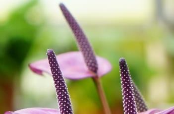 红掌的繁殖方法 红掌的繁殖方法