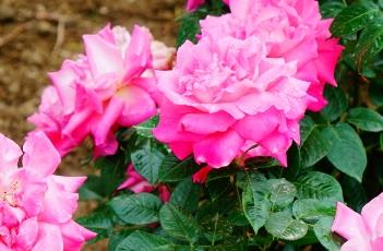 月季花叶子发黄的原因