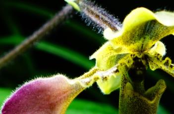 带叶兜兰 带叶兜兰的功效与作用