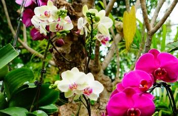 蝴蝶兰的养殖方法