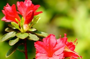 盆栽杜鹃的养殖方法 盆栽杜鹃的养殖方法