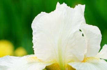 鸢尾花的养殖方法