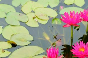 睡莲白天开放晚上闭合的原因