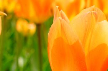 橙色皇帝郁金香