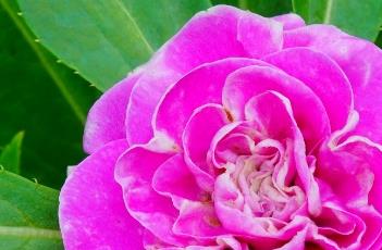 凤仙花的养殖方法 凤仙花的养殖方法和注意事项