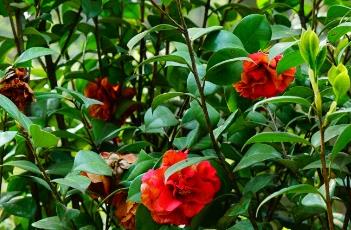 山茶花掉叶子的原因
