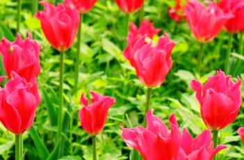 郁金香的田间管理方法