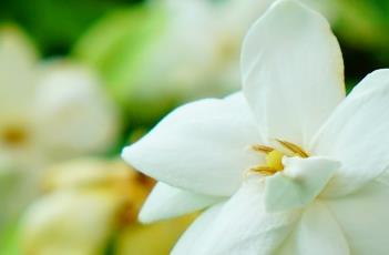 栀子花的繁殖方式