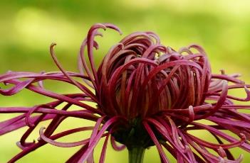 盆栽菊花的养殖方法